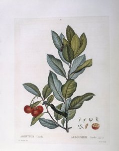 Aardbeiboom (Arbutus unedo), botanische plaat door Pierre Joseph Redouté door Pierre Joseph Redouté