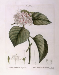 Volkameria fragrans, botanische plaat door Pierre Joseph Redouté door Pierre Joseph Redouté