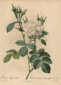 Witte roos, Rosa bifera alba door Pierre Joseph Redouté