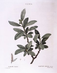 Wilg (Salix lanata), botanische plaat door Pierre Joseph Redouté door Pierre Joseph Redouté