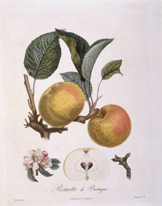 Appel (Malus domestica), Bourgogne-variëteit, botanische plaat door Pierre Antoine Poiteau