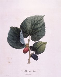 Zwarte moerbei (Morus nigra), botanische plaat door Pierre Antoine Poiteau door Pierre Antoine (after) Poiteau
