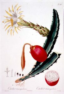 Cactus Triangularis, plaat 26 uit 