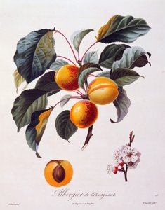 Vruchten en bloemen van abrikoos Albergier De Montgamet, circa 1846, gekleurde gravure door Pierre-Antoine Poiteau uit Pomologie Française, Frankrijk