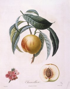 Perzik 