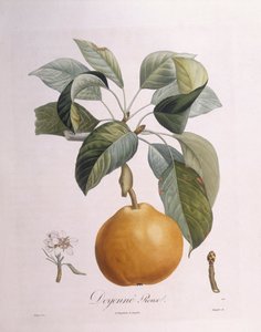 Peer "Doyenné roux", botanische plaat door Pierre Antoine Poiteau door Pierre Antoine (after) Poiteau