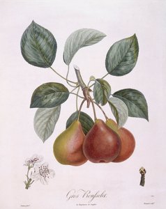 Peer "Gros Rousselet", botanische plaat door Pierre Antoine Poiteau door Pierre Antoine (after) Poiteau