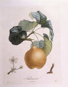 Peer "Talousie", botanische plaat door Pierre Antoine Poiteau door Pierre Antoine (after) Poiteau