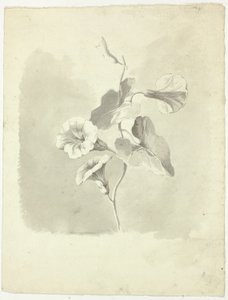 Morning Glories door Pierre Antoine Mongin