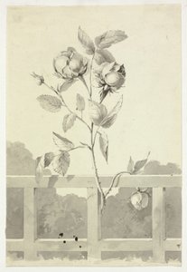 Roos door Pierre Antoine Mongin
