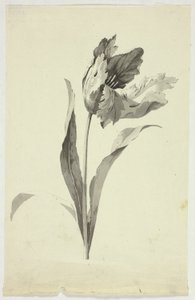 Tulp door Pierre Antoine Mongin