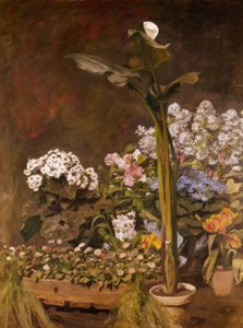 Aronskelk en kasplanten