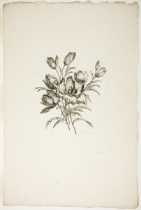 Boeket met Tulpen, uit Collectie van Verschillende Bloemboeketten, Uitgevonden en Getekend door Jean Pillement en Gegraveerd door P. C. Canot door Pierre Charles Canot
