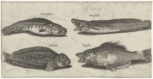 Gaffelkabeljauw, tandbaars, gehoornde slijmvis en een zwarte vis door Pierre Firens