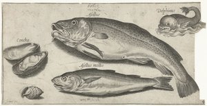 Kabeljauw, wijting, een dolfijn en schelpen