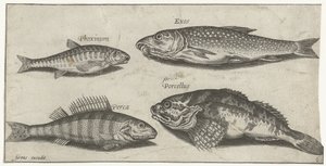 Karper, elrits, meerval en een baars
