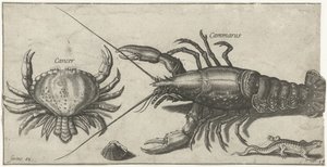 Kreeft, krab, salamander en een schelp