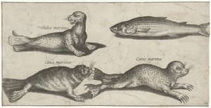 Twee zeehonden, een zeeleeuw en een harder door Pierre Firens