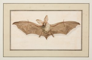 Bruine langoorvleermuis, ca.1755-65 door Pierre Francois Ledoulx