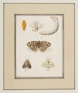 Vlinders, motten en rupsen, c.1755-65 door Pierre Francois Ledoulx