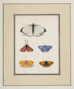 Vlinders, ca.1755-65 door Pierre Francois Ledoulx