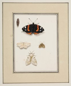 Vlinders, c.1755-65 door Pierre Francois Ledoulx