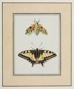 Nachtvlinder en Koninginnepage, ca. 1755-65