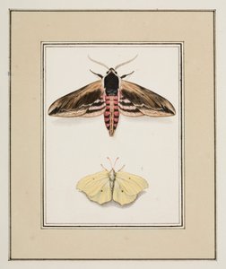 Ligusterpijlstaart en citroenvlinder, ca.1755-65 door Pierre Francois Ledoulx