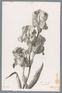 Dalmatische iris