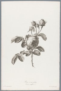 Honderdbladige roos