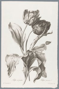 Tulp