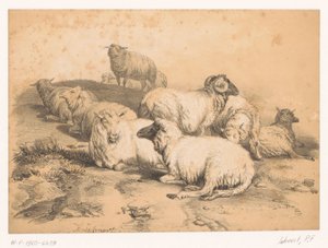 Kudde schapen