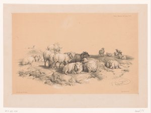 Studie van een kudde schapen