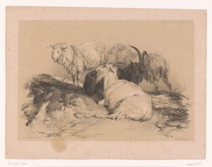 Studie van schapen en geiten Dierstudies van Cooper