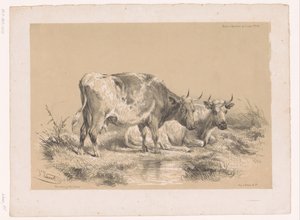 Studie van twee koeien