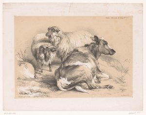 Studie van twee schapen en een koe