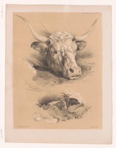 Studies van de kop van een rund en twee bokken