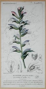 Acanthus Mollis, ca. 1820 door Pierre Jean Francois (after) Turpin