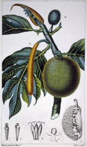 Broodvrucht door Pierre Jean Francois (after) Turpin