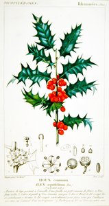 Hulst (Ilex aquifolium) botanische plaat, ca. 1820