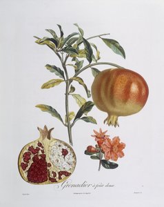 Granaatappel (Punica granatum), gegraveerd door Henry Louis Duhamel du Monceau door Pierre Jean Francois (after) Turpin