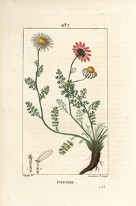 Afrikaanse pyrethrum - Spaanse kamille, Anthemis pyrethrum (Anacyclus pyrethrum) met bloemen, blad, stengel en wortels door Pierre Jean Francois Turpin