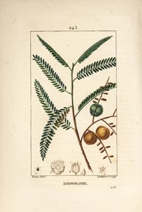 Amla door Pierre Jean Francois Turpin