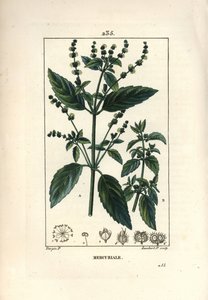Jaarlijkse Mercuriale - Mercurial, Mercurialis annua. Handgekleurde stipple kopergravure door Lambert Junior naar een tekening van Pierre Jean-Francois Turpin uit Chaumeton, Poiret en Chamberet