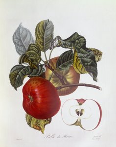 Appel "Belle du Havre", Henry Louis Duhamel du Monceau, botanische plaat door Pierre Jean Francois Turpin door Pierre Jean Francois Turpin