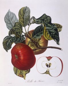 Appel "Belle du Havre", botanische plaat door Pierre Jean Francois Turpin door Pierre Jean Francois Turpin