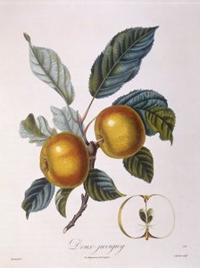 Appel "Doux-Juvigny", botanische plaat door Pierre Jean Francois Turpin