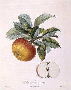 Appel "Doux Amer Gris", botanische plaat door Pierre Jean Francois Turpin door Pierre Jean Francois Turpin