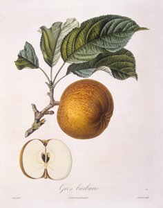 Appel 