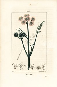 Wateroenanthe of water venkel - Fijnbladige waterpeen, Oenanthe aquatica. Handgekleurde stipple kopergravure door Lambert Junior naar een tekening van Pierre Jean-Francois Turpin uit Chaumeton, Poiret en Chamberet